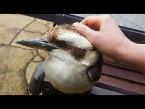 Watch What Happens When This Australian Woman Attempts To Pet Wild Kookaburras In Her Backyard